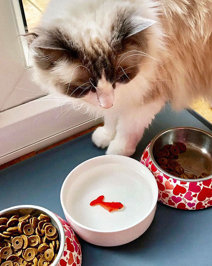 Goldfish Ceramic Pet Bowl-SUCK UK-Strange Ways