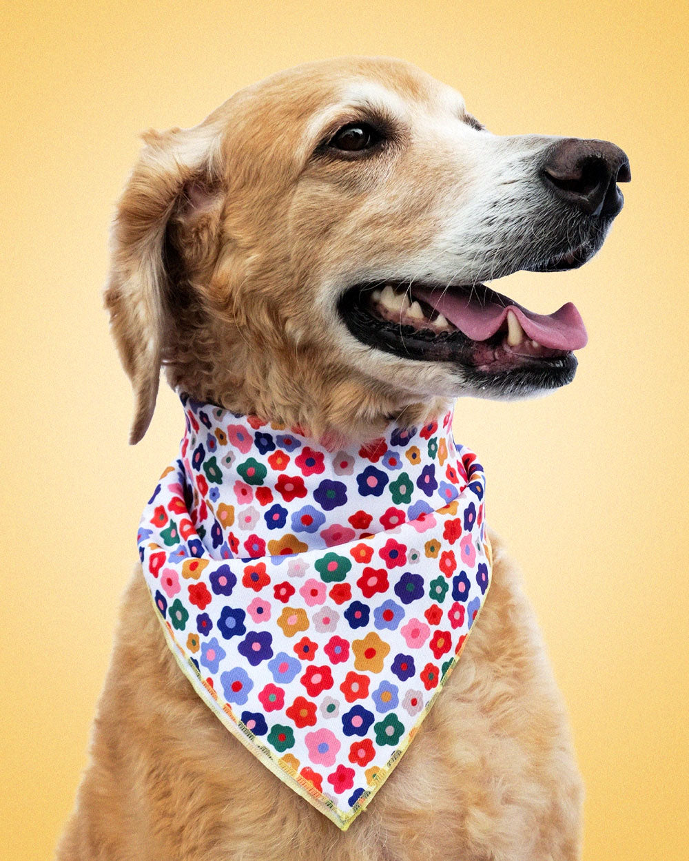 Daisy Flowers Small Pet Bandana-Idlewild Co.-Strange Ways