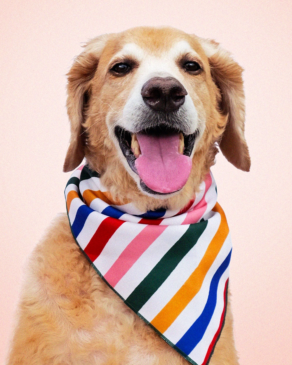 Primary Stripes Large Pet Bandana-Idlewild Co.-Strange Ways
