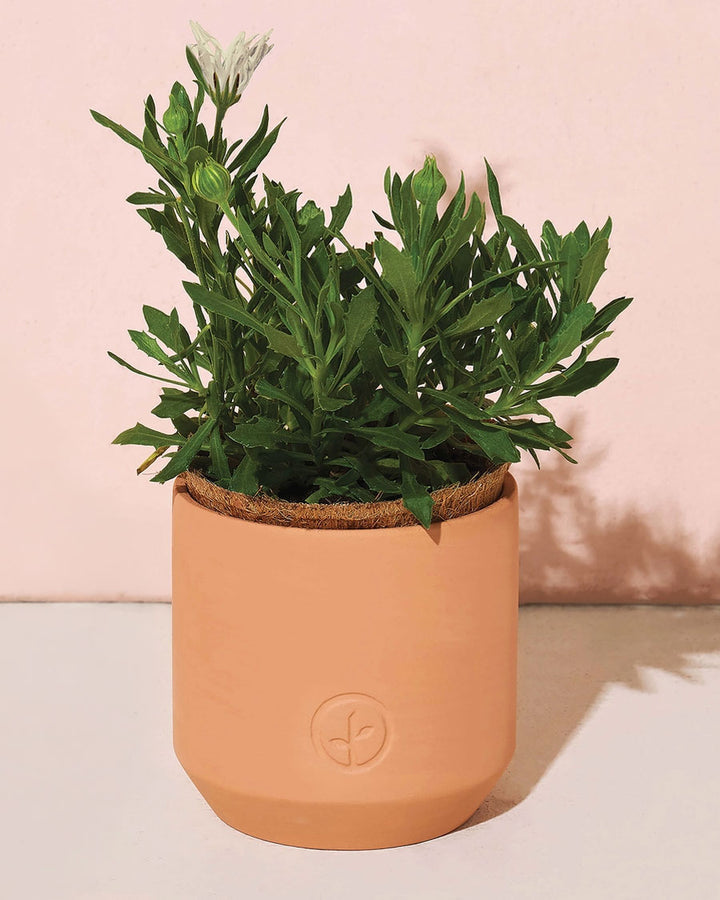 Thank You Daisies Grow Kit-Modern Sprout-Strange Ways