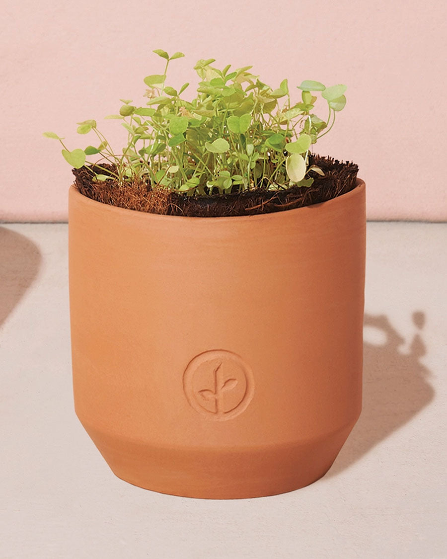 Good Luck Clover Grow Kit