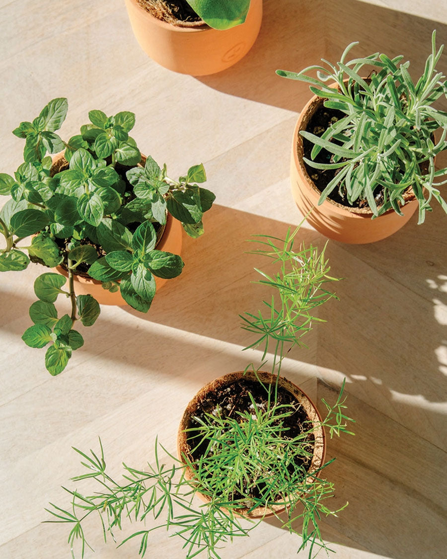 Good Luck Clover Grow Kit-Modern Sprout-Strange Ways